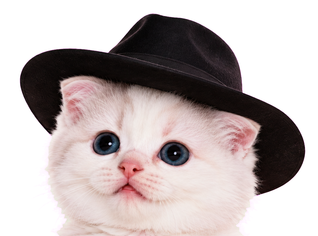 Fluffy white and gray kitten with a black wide-brim hat known as The Drama