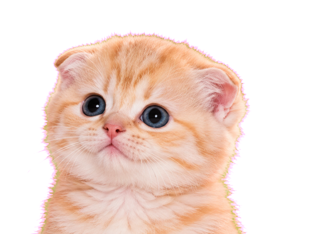 Orange folded-ear kitten known as The Shy One